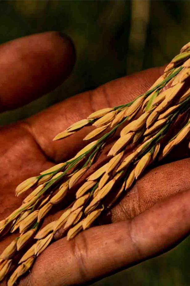 Rice from Farmers
