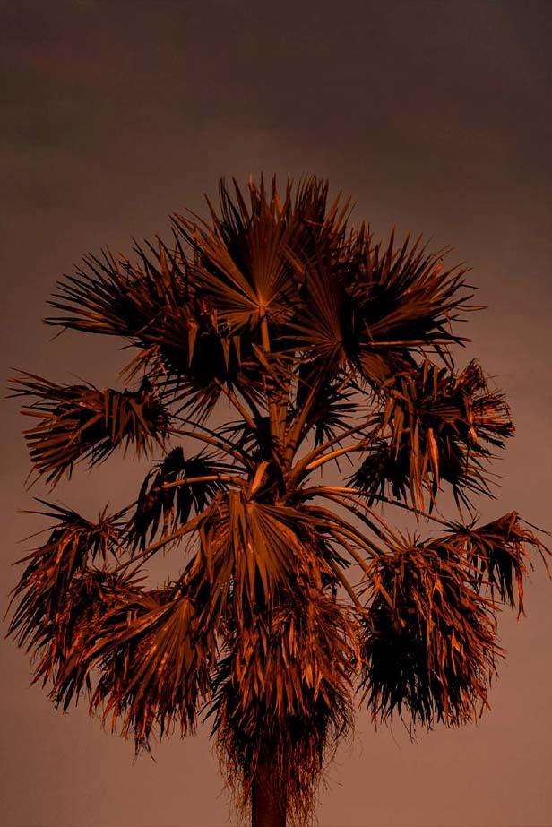 Palm Tree