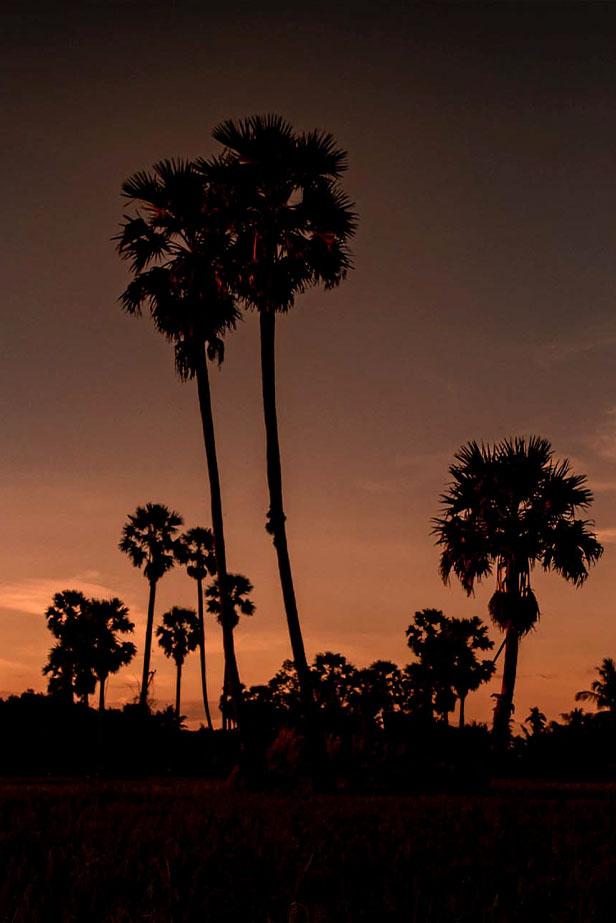 Palm Trees