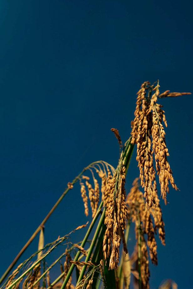 Organic Rice