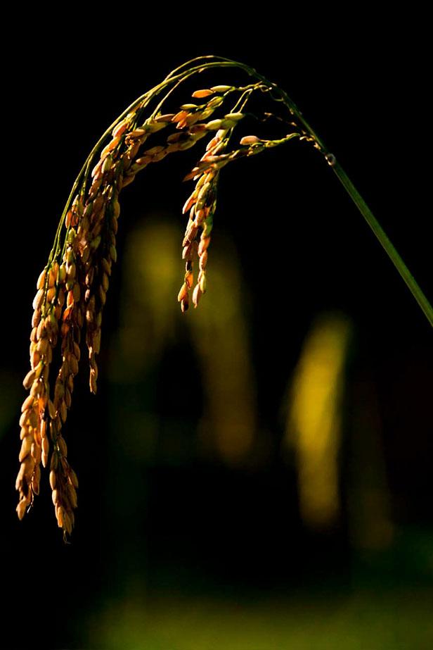 Organic Rice
